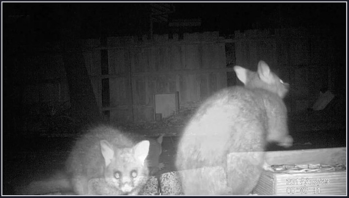 Needham_Claire_Visiting Neighbours (Screenshot)_2017_7.20mins_video Banyule Open Studios