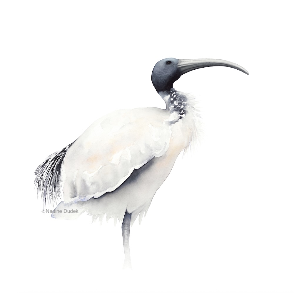 Basking in the Sun Nadine Dudek Banyule Open Studios