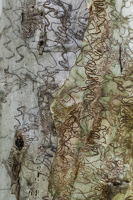 Banyule Open Studios