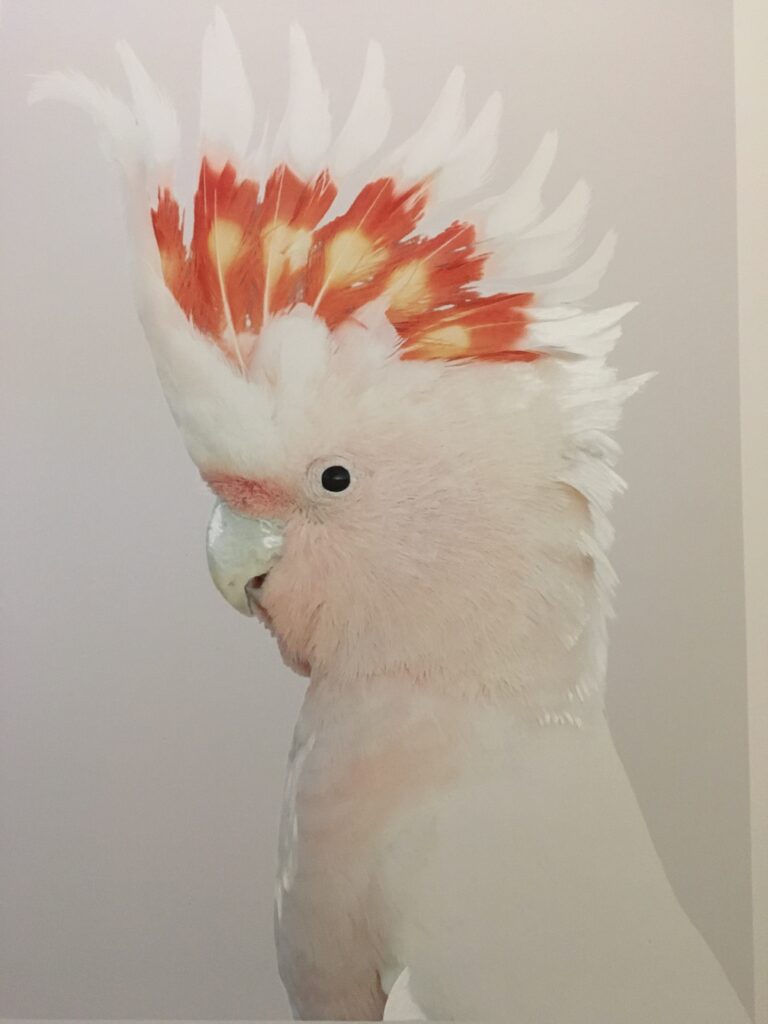 IMG_0002 Banyule Open Studios