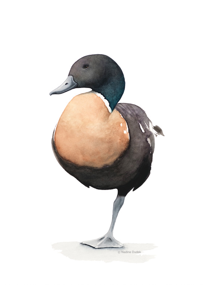 Looking Suave Nadine Dudek Banyule Open Studios